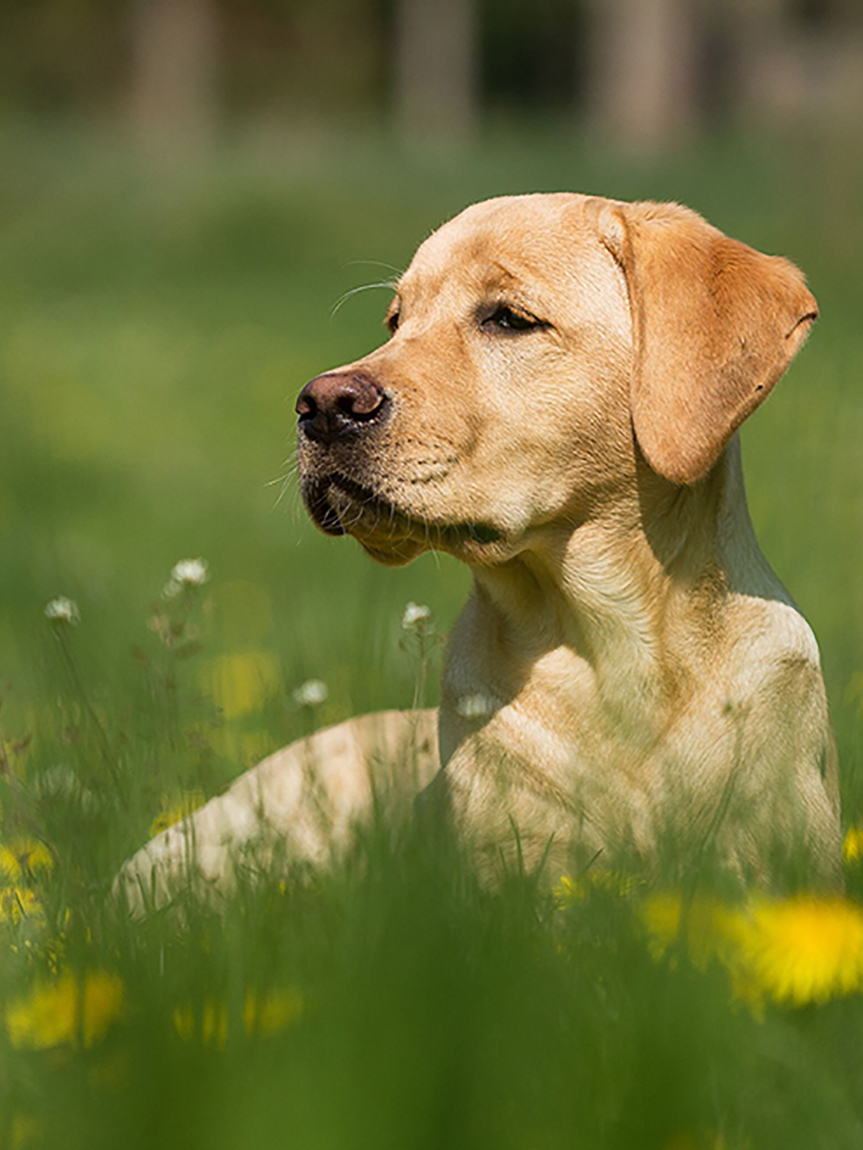 image of a dog in a field with a banner reading find flooring you'll both love, happy paws flooring